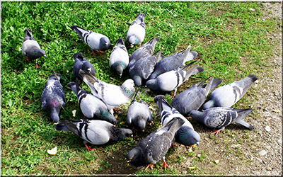 nourrissage-Pigeons.jpg